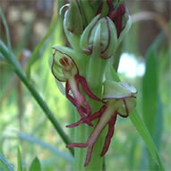 Aceras antropophorum