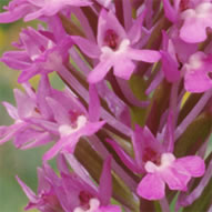 Anacamptis pyramidalis