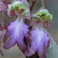 Barlia robertiana