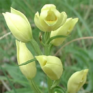 Cephalanthera damasonium