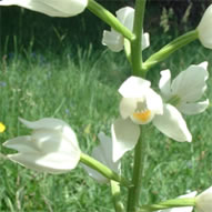 Cephalanthera longifolia