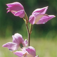 Cephalanthera rubra