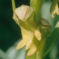 Coeloglossum viride
