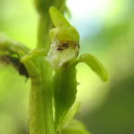 Corallorhiza trifida