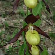 Cypripedium calceolus