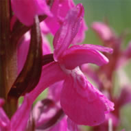 Dactylorhiza elata