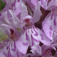 Dactyloriza maculata meyeri