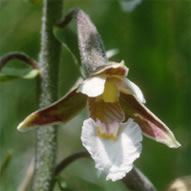 Epipactis palustris