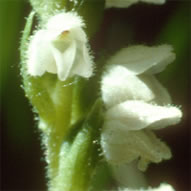 Goodyera repens