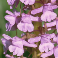 Gymnadenia conopsea