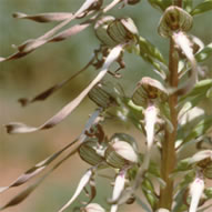 Himantoglossum hircinum