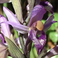 Limodorum abortivum