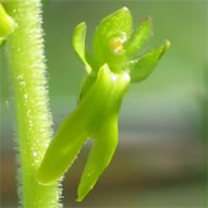 Listera ovata