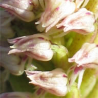 Neotinea maculata