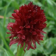 Nigritella nigra subsp. nigra