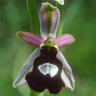 Ophrys catalaunica