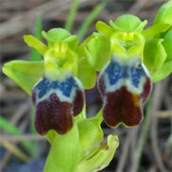 Ophrys fusca