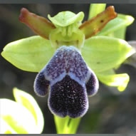 Ophrys omegaifera subsp. dyris