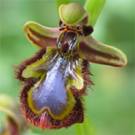 Ophrys speculum subsp. speculum