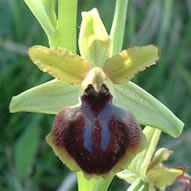 Ophrys sphegodes subsp. sphegodes
