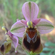 Ophrys tenthredinifera