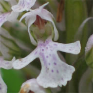 Orchis conica
