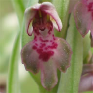 Orchis coriophora subsp. fragans