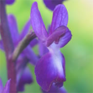 Orchis laxiflora subsp. laxiflora
