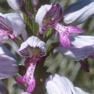 Orchis militaris