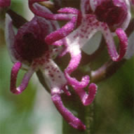 Orchis simia