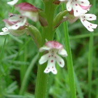 Orchis ustulata