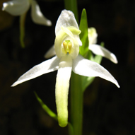 Platanthera bifolia
