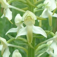Platanthera chlorantha