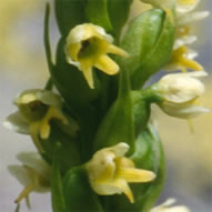 Pseudorchis albida