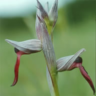 Serapias lingua