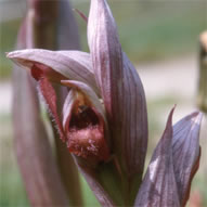 Serapias vomeracea