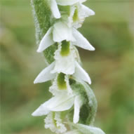 Spiranthes spiralis